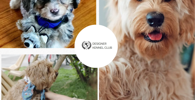 Register a Designer Dog Without the Mainstream AKC Route
